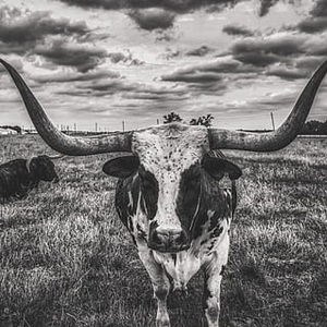 Meet your Posher, Aida